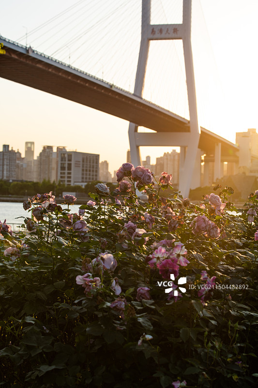 南浦大桥的月季花图片素材