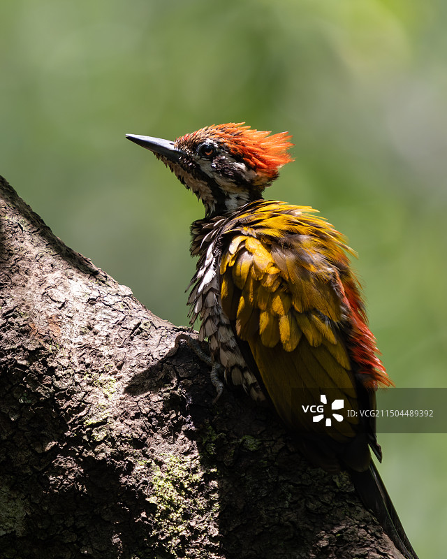 金背三趾啄木鸟图片素材