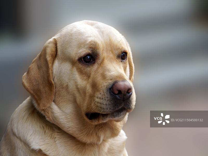 忧郁的拉布拉多图片素材