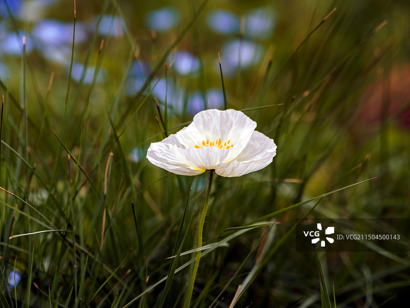 冰岛虞美人图片素材