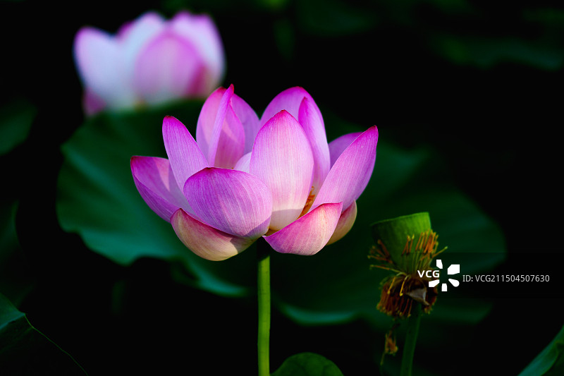 清水芙蓉：阳光下盛开的荷花与莲蓬图片素材