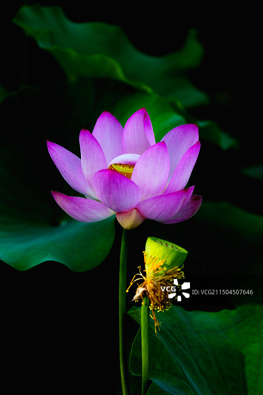 清水芙蓉：阳光下盛开的荷花与莲蓬图片素材