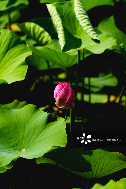 夏天池塘中的荷花与荷叶图片素材
