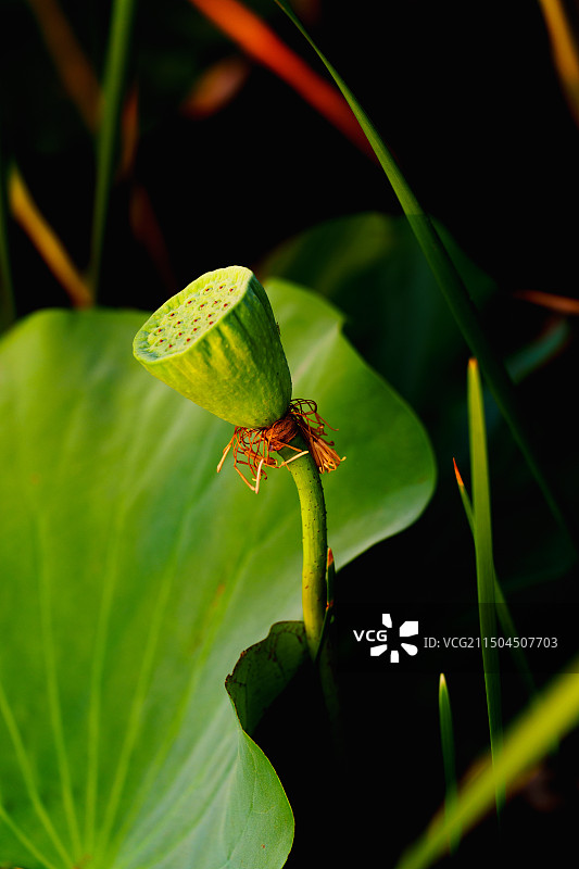 池塘中阳光下的莲蓬与荷叶图片素材