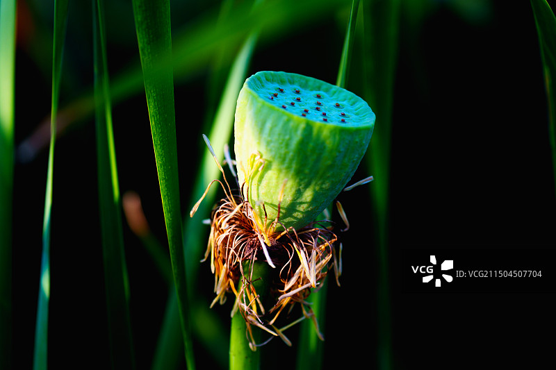 池塘中阳光下的莲蓬与荷叶图片素材