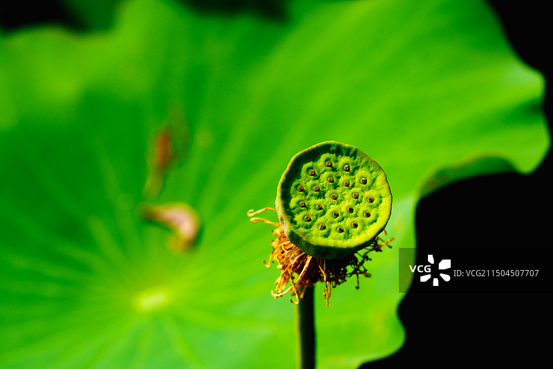 池塘中阳光下的莲蓬与荷叶图片素材