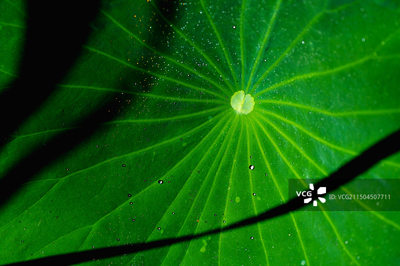 夏天清晨荷叶上的露珠特写图片素材