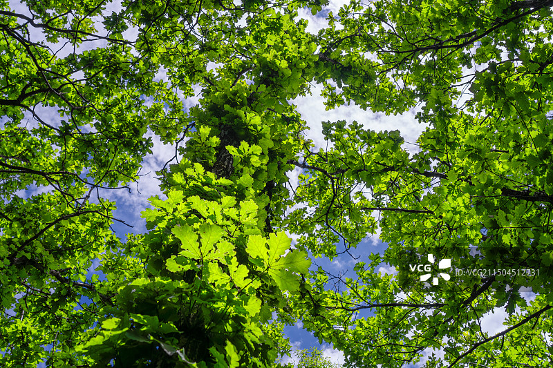 陕西西安蓝田县秦岭王顺山绿色植物背景图片素材