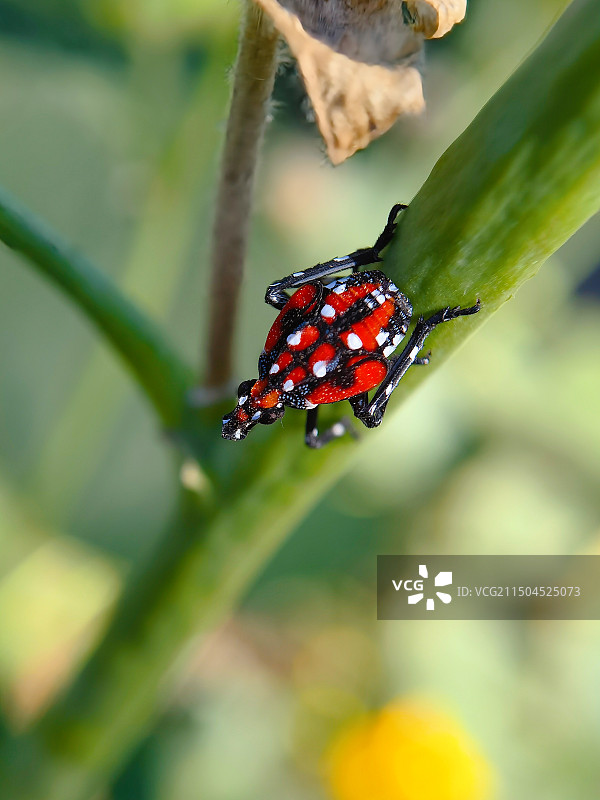 观察斑衣蜡蝉第27天图片素材