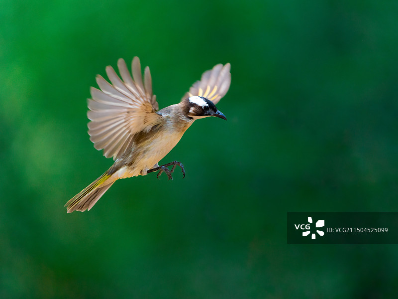 展翅飞舞图片素材