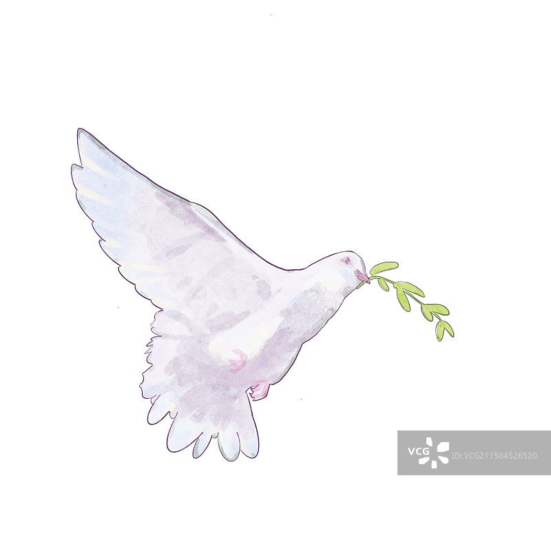 和平鸽插图图片素材