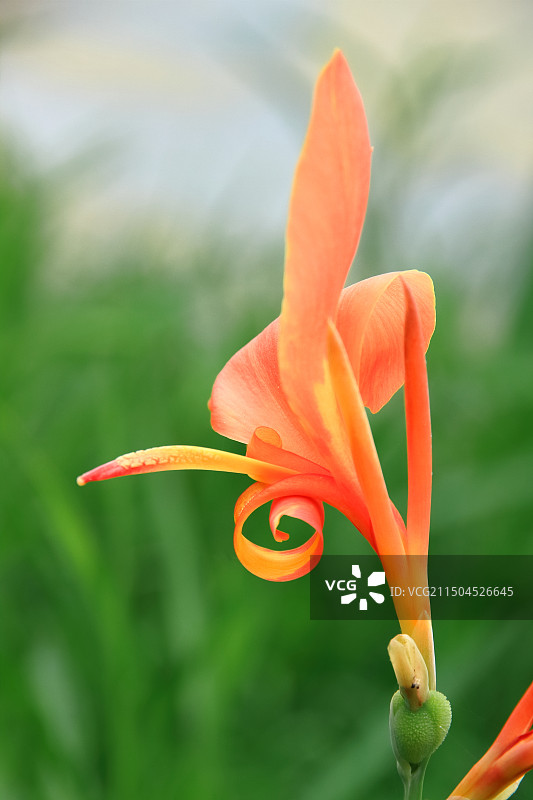 户外盛开的美人蕉特写镜头图片素材