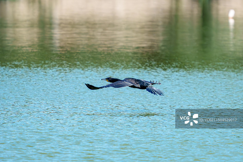 飞过湖面的鸬鹚图片素材