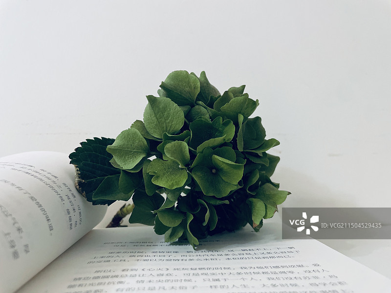 桌子上打开的书的特写镜头图片素材