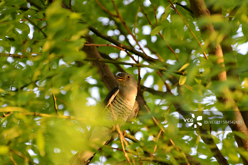林间啼叫的杜鹃图片素材