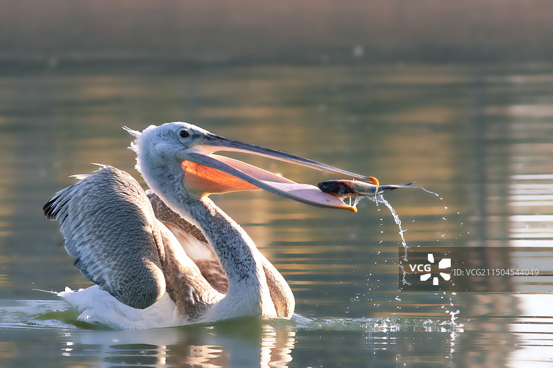 卷羽鹈鹕图片素材