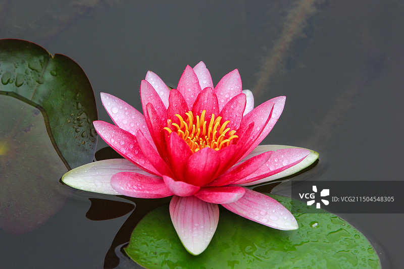 雨后池塘盛开的睡莲莲花图片素材