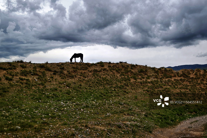 乌云下的马儿（甘南）图片素材