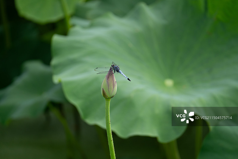 贵州安顺十里荷廊荷尖上的蜻蜓图片素材