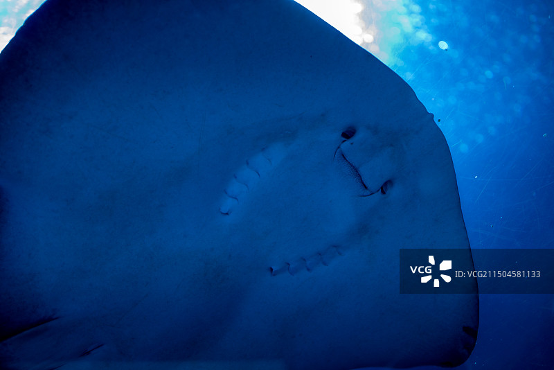 魔鬼鱼图片素材