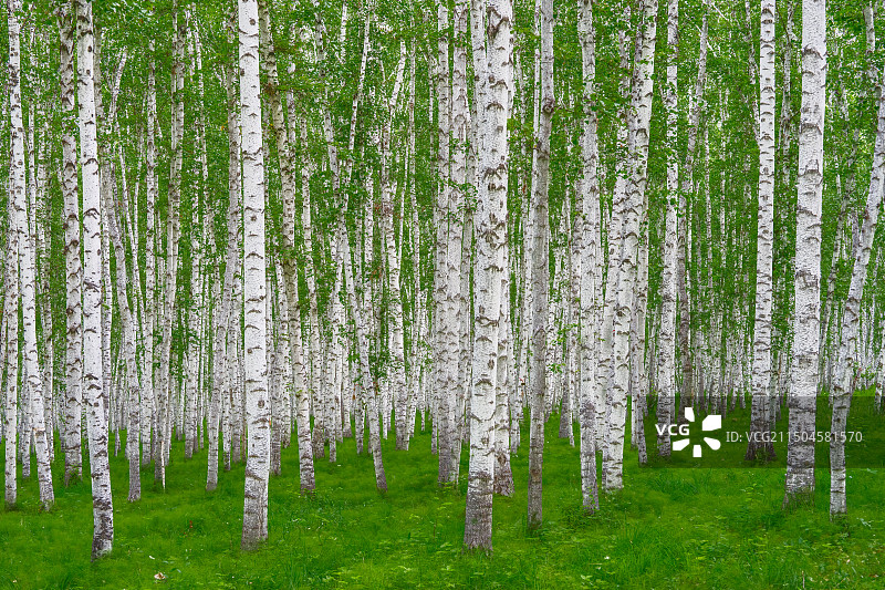 白桦树、白桦林图片素材