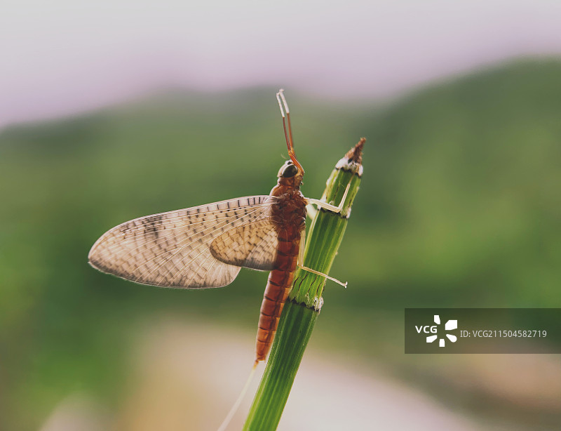舒展身姿的蜉蝣图片素材