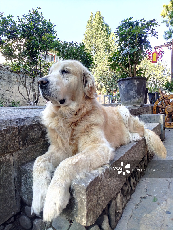 冷漠高傲的大金毛，狗，金毛图片素材