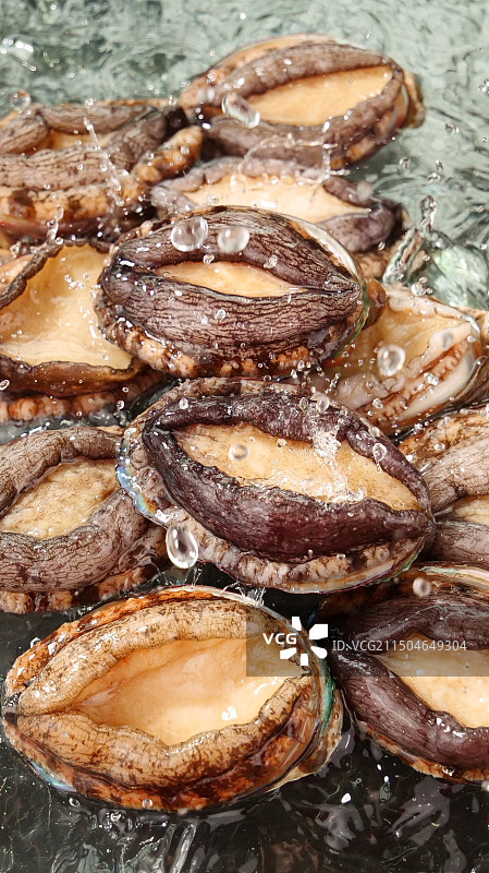 鲍鱼 鲜活鲍鱼图片素材