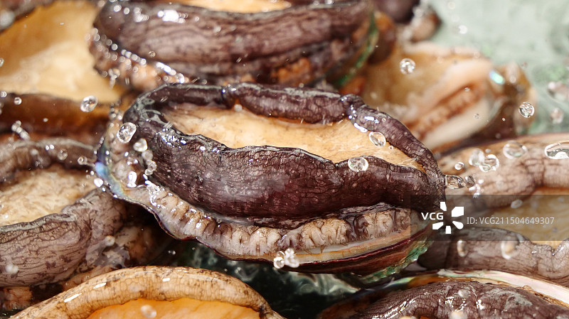 鲍鱼 鲜活鲍鱼图片素材