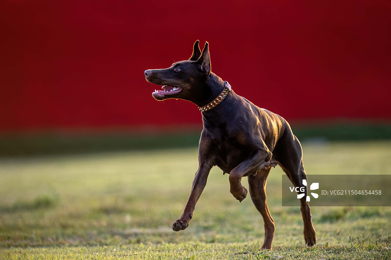 杜宾犬图片素材