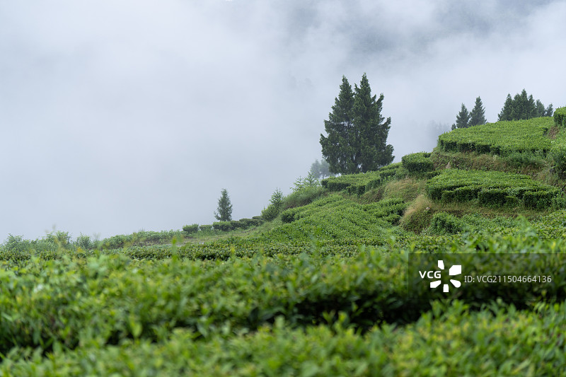 湖北利川雨中的利川红茶园图片素材