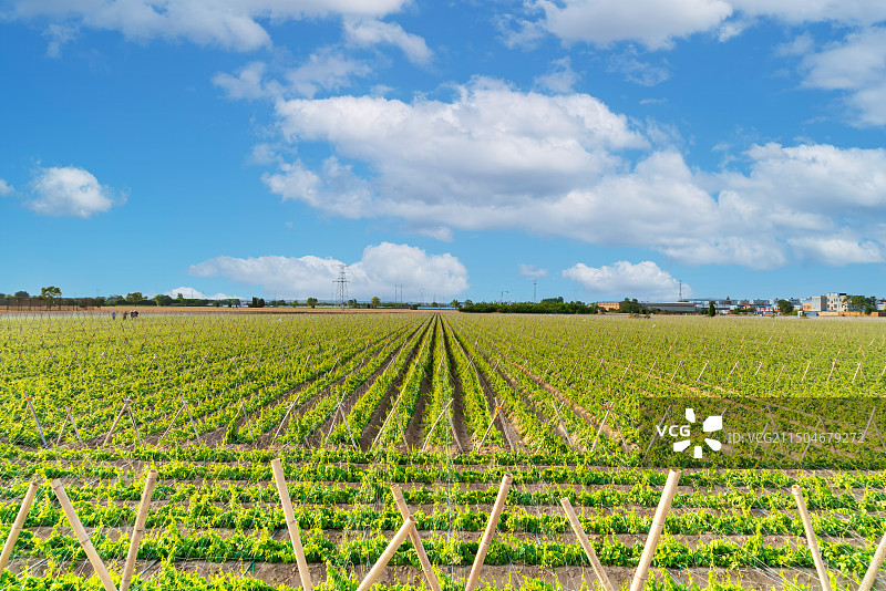 种山药的大型农场，农民，田间管理图片素材