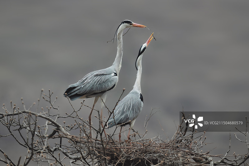 共建爱巢-辽宁苍鹭图片素材