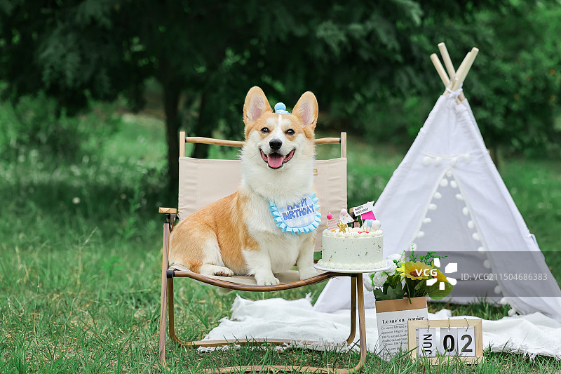 柯基犬在公园里过生日图片素材