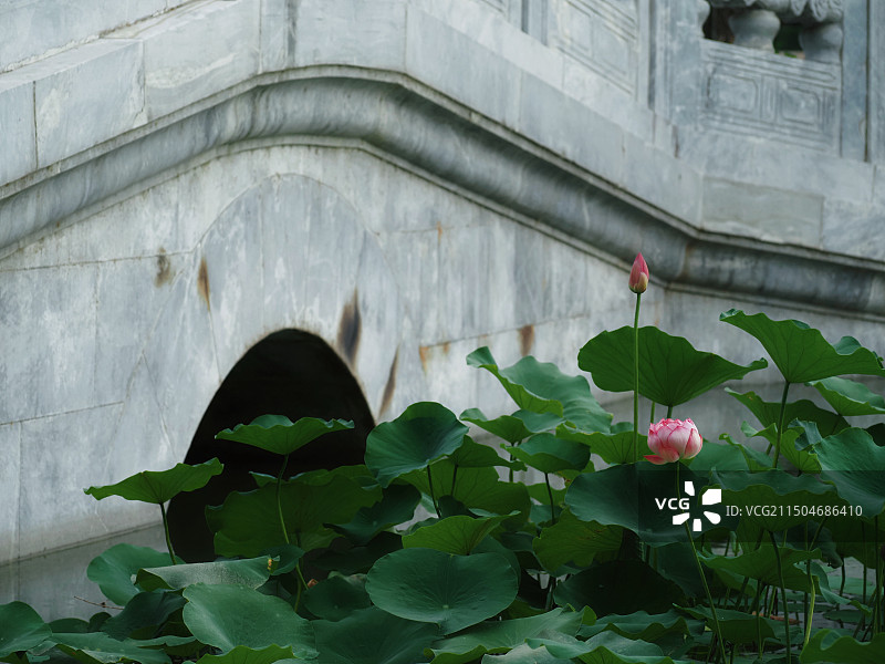 荷花盛开的陶然亭公园图片素材