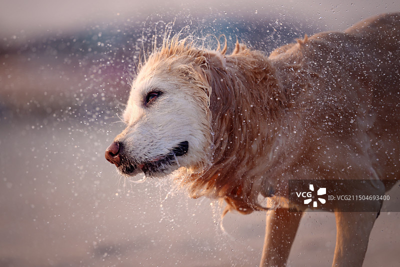 海边的金毛寻回犬图片素材