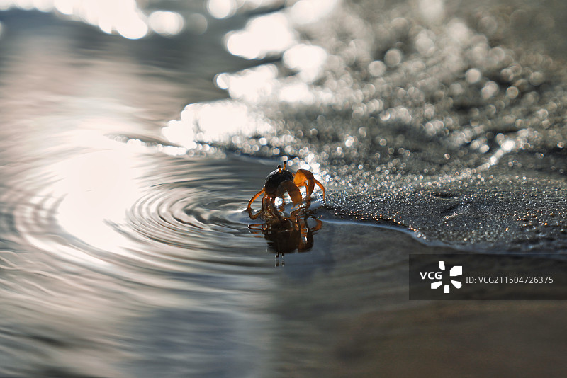 一只沙滩滩涂边缘的沙蟹特写图片素材