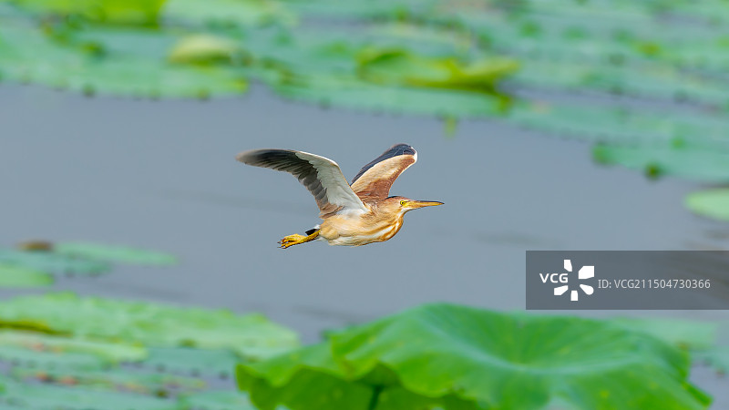 黄苇鳽鸟在荷塘叶面上飞过图片素材
