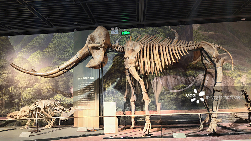 博物馆的大象骨骼展览图片素材