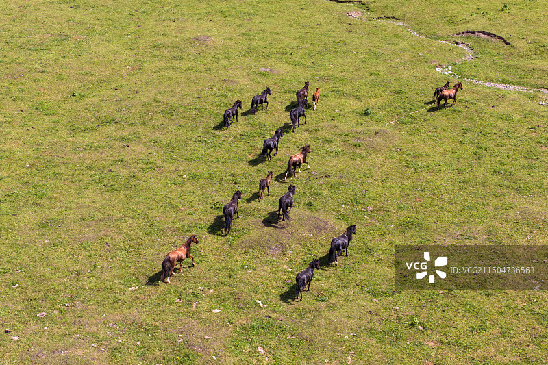 航拍新疆伊犁唐布拉草原牧场与骏马图片素材