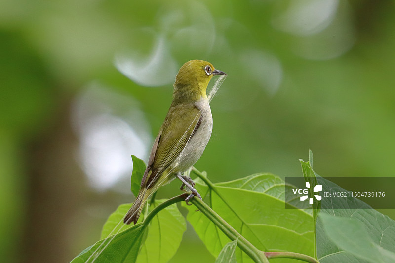 绣眼鸟图片素材