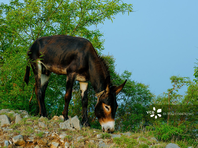山上吃草的驴图片素材