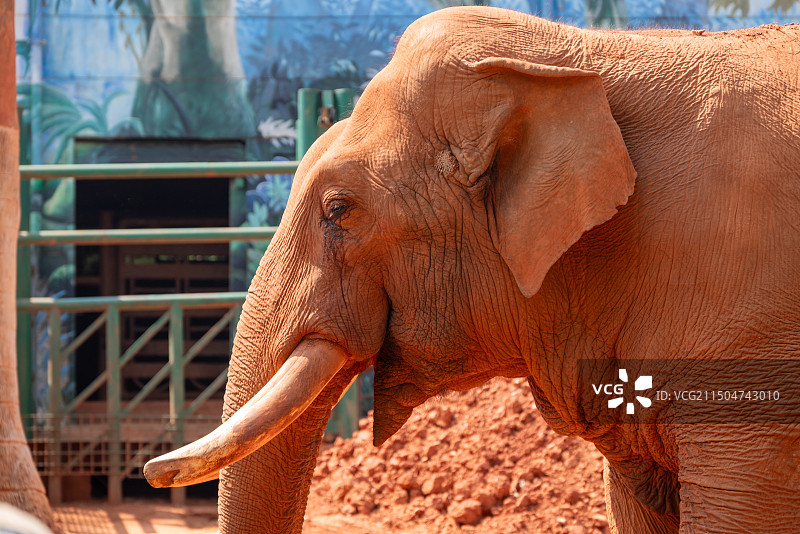 圆通山动物园微笑的大象图片素材