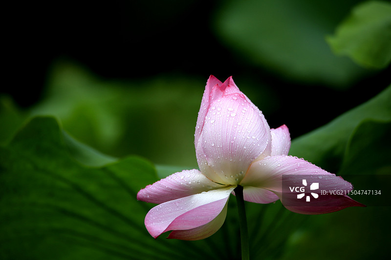六月雨荷图片素材