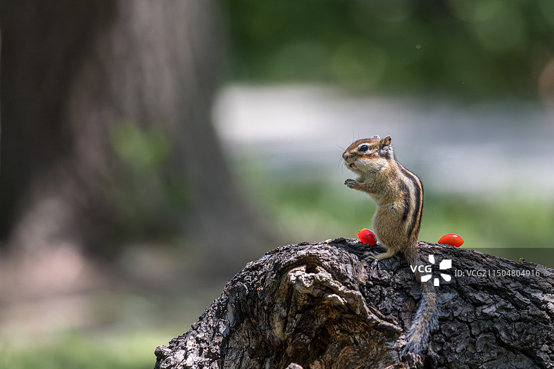 花栗鼠图片素材