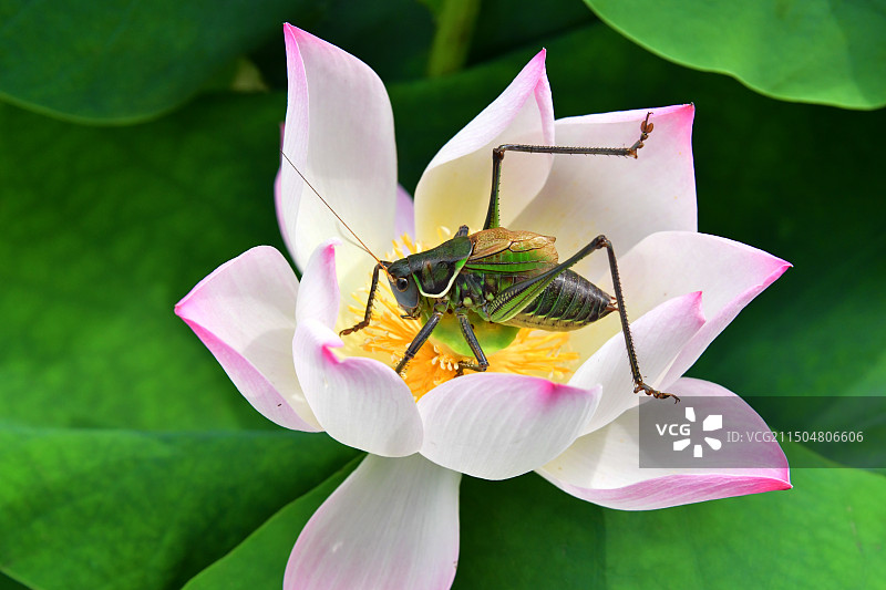 荷花蝈蝈图片素材