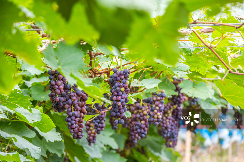 葡萄园里种植的夏黑葡萄图片素材