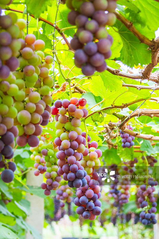 葡萄园里种植的夏黑葡萄图片素材