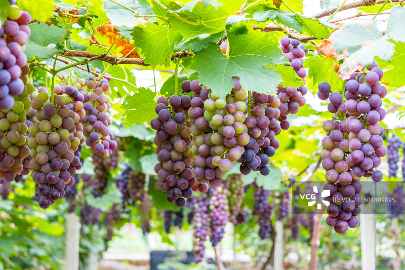 葡萄园里种植的夏黑葡萄图片素材