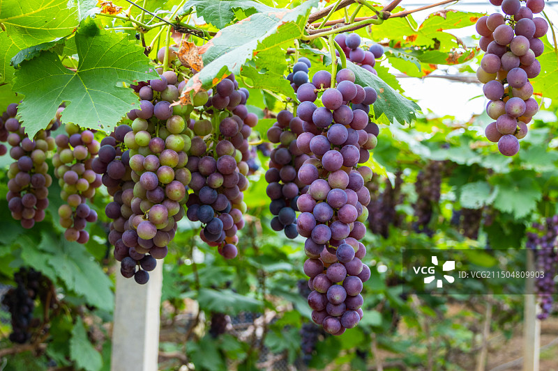 葡萄园里种植的夏黑葡萄图片素材